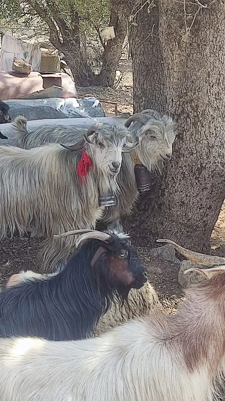 دوعدد چپش سبز رنگ|حیوانات مزرعه|شیراز, شهدای شهرک سعدی|دیوار