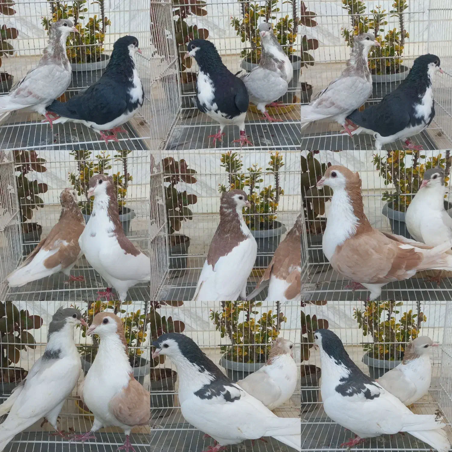 ساده کاکلی|پرنده|بجنورد, |دیوار