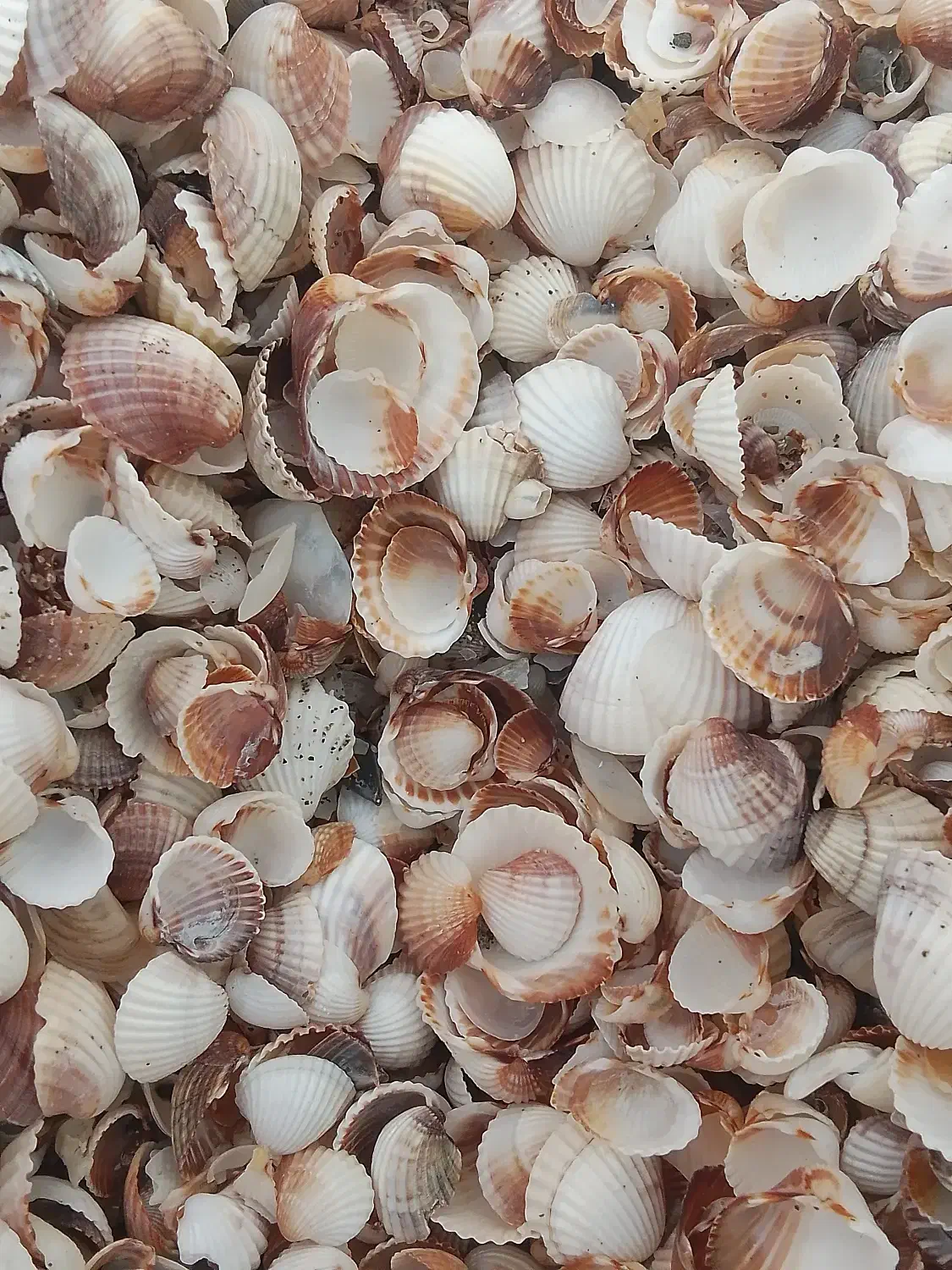 صدف دریاچه خزر|ماهی|بندر انزلی, سپیدکنار|دیوار