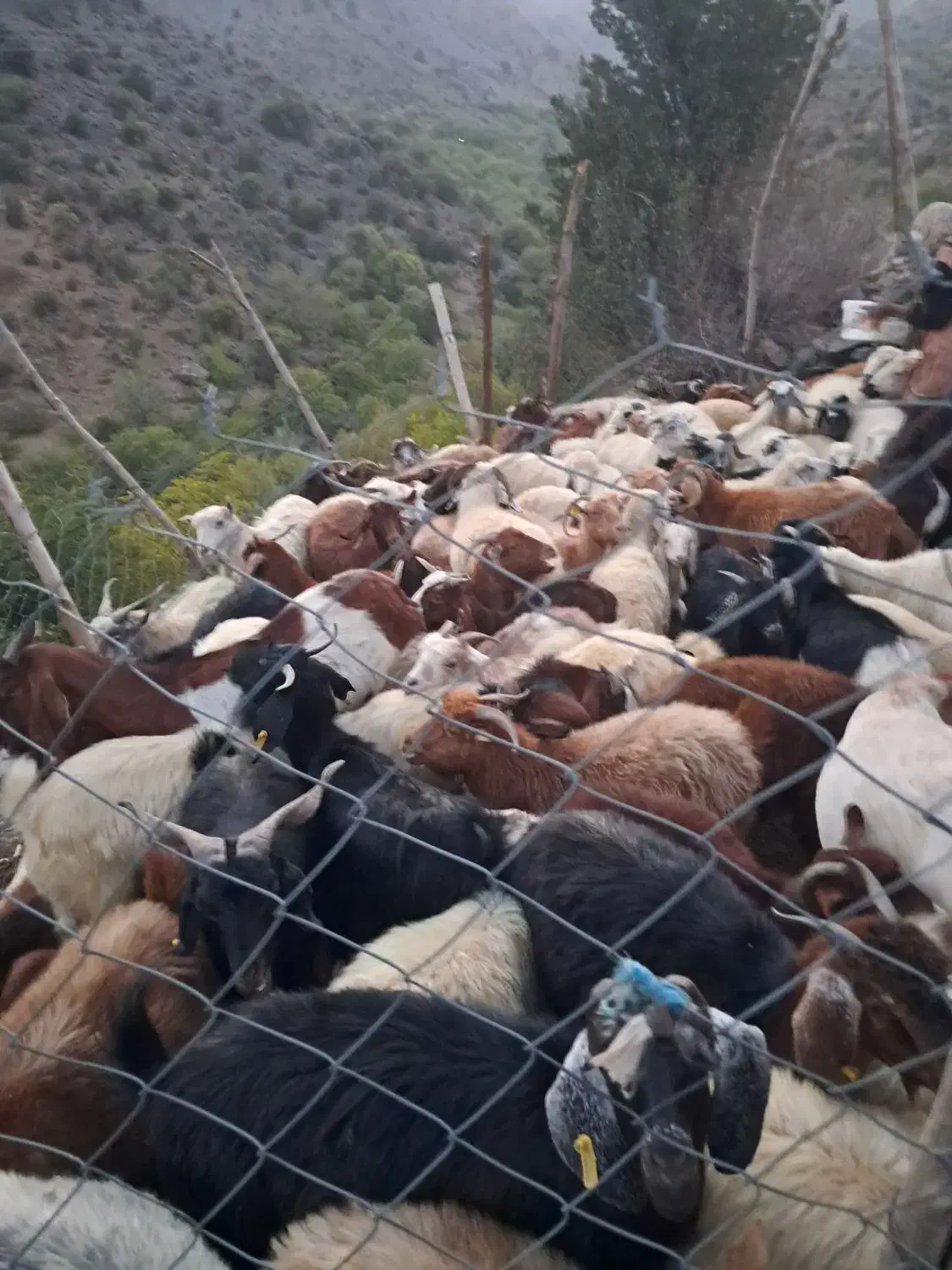 فروش انواع کر چاق وسرحدی|حیوانات مزرعه|درب بهشت, |دیوار