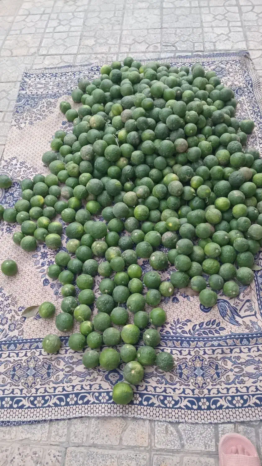 نارنج|خوردنی و آشامیدنی|گنبد کاووس, |دیوار