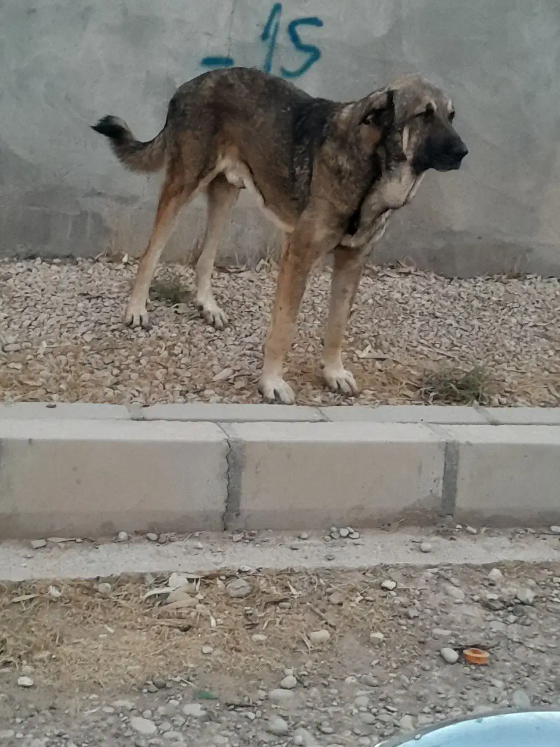 سگ پژدر|سگ|کوهنانی, |دیوار