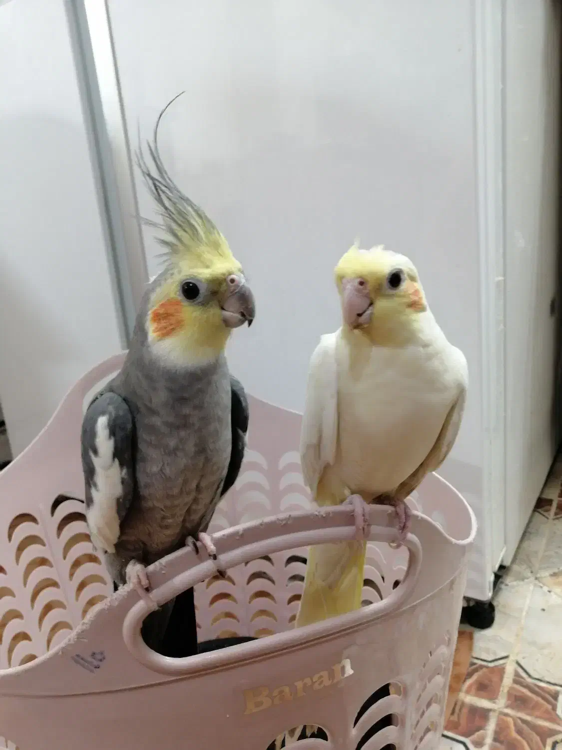 عروس هلندی|پرنده|اردکان, |دیوار