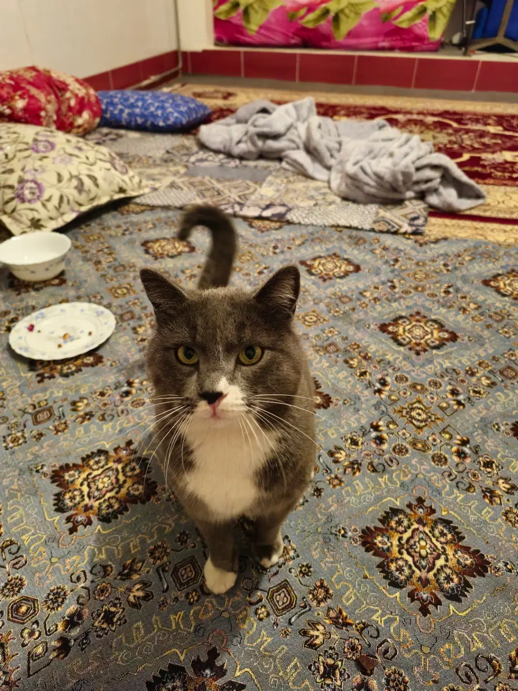 فروش گربه خانگی پرشین جنس نر به قیمت ۱۵ میلیون|گربه|میاندوآب, |دیوار