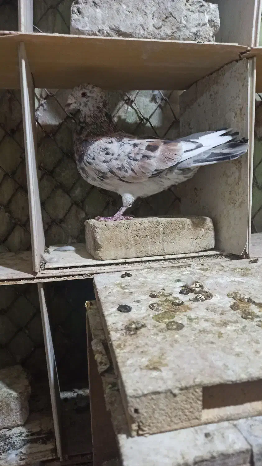 دو عدد نر|پرنده|خرم‌آباد, |دیوار