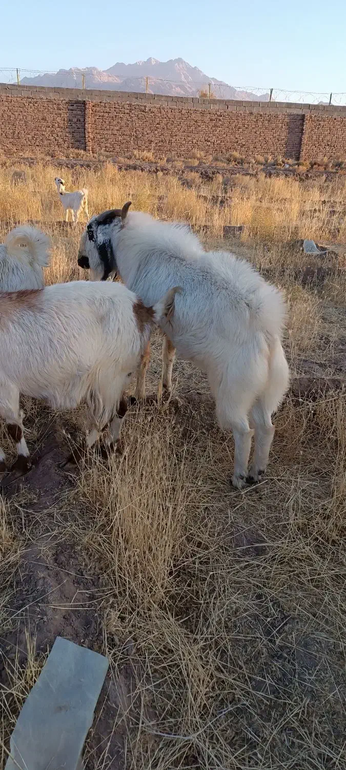 نری پاکستانی|حیوانات مزرعه|ماهان, |دیوار