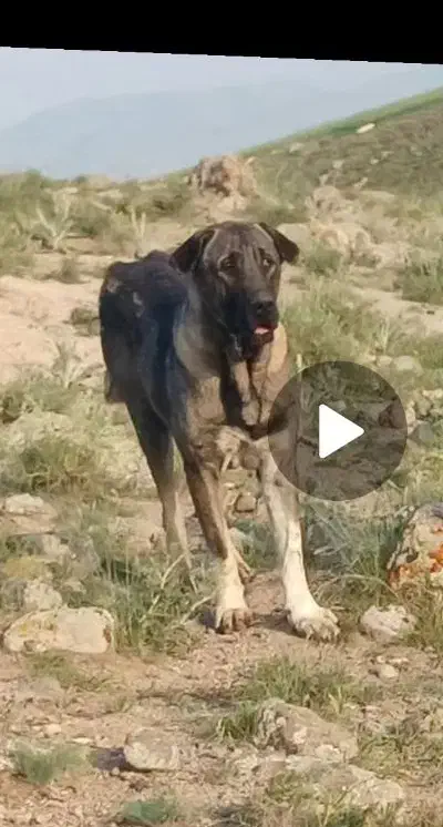 این سگ حوالی شهر نیر دزدیده شد به یابنده مژدگانی|سگ|نیر (اردبیل), |دیوار