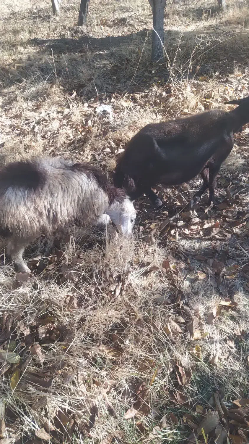 گوسفند داشتی|حیوانات مزرعه|زاغه, |دیوار