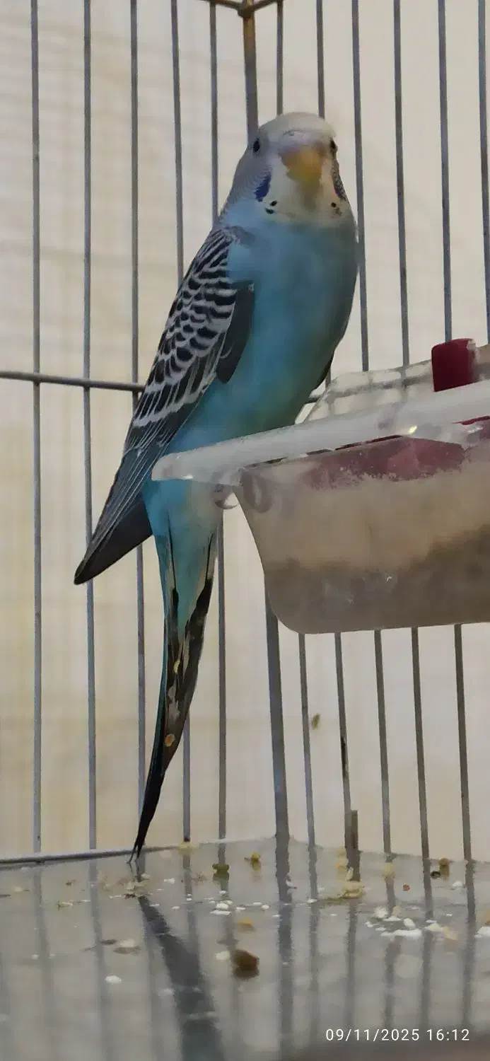 مرغ عشق|پرنده|سنندج, |دیوار