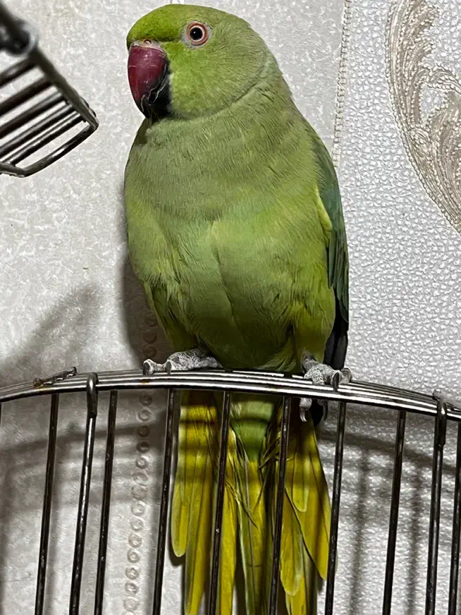 طوطی ملنگو و برزیلی|پرنده|الیگودرز, |دیوار