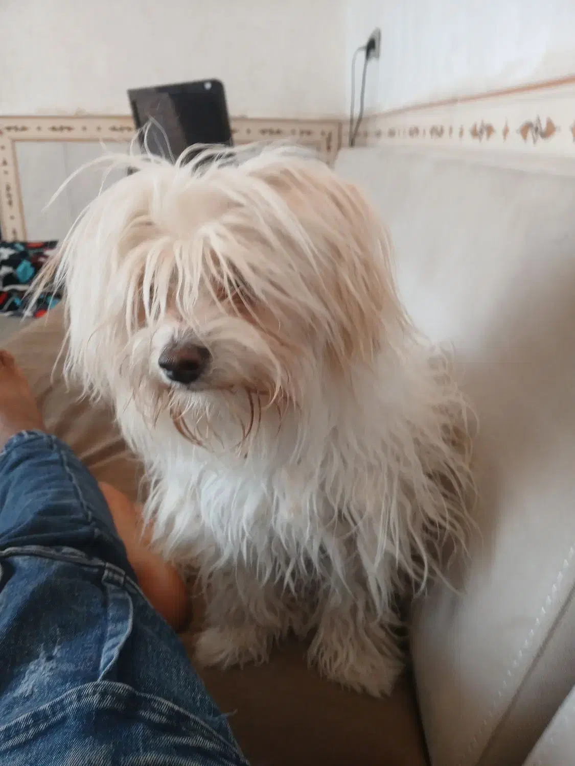 باسلام سگ خونگی شیتزو ماده ۴ماه|سگ|اندیمشک, |دیوار