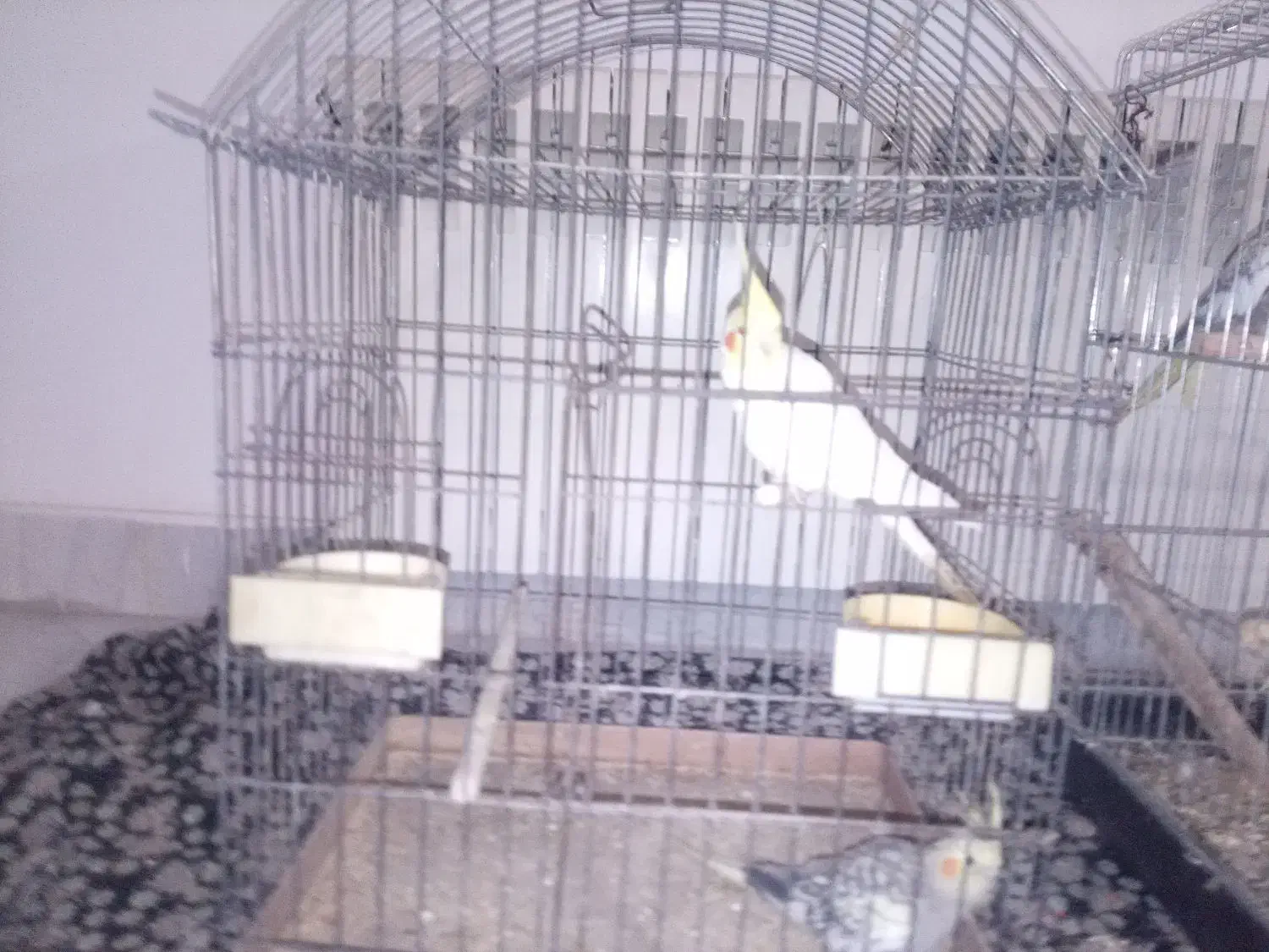 کنسول بازی و  عروس هلندی تخم گذار|کنسول، بازی ویدئویی و آنلاین|اصفهان, ارغوانیه|دیوار