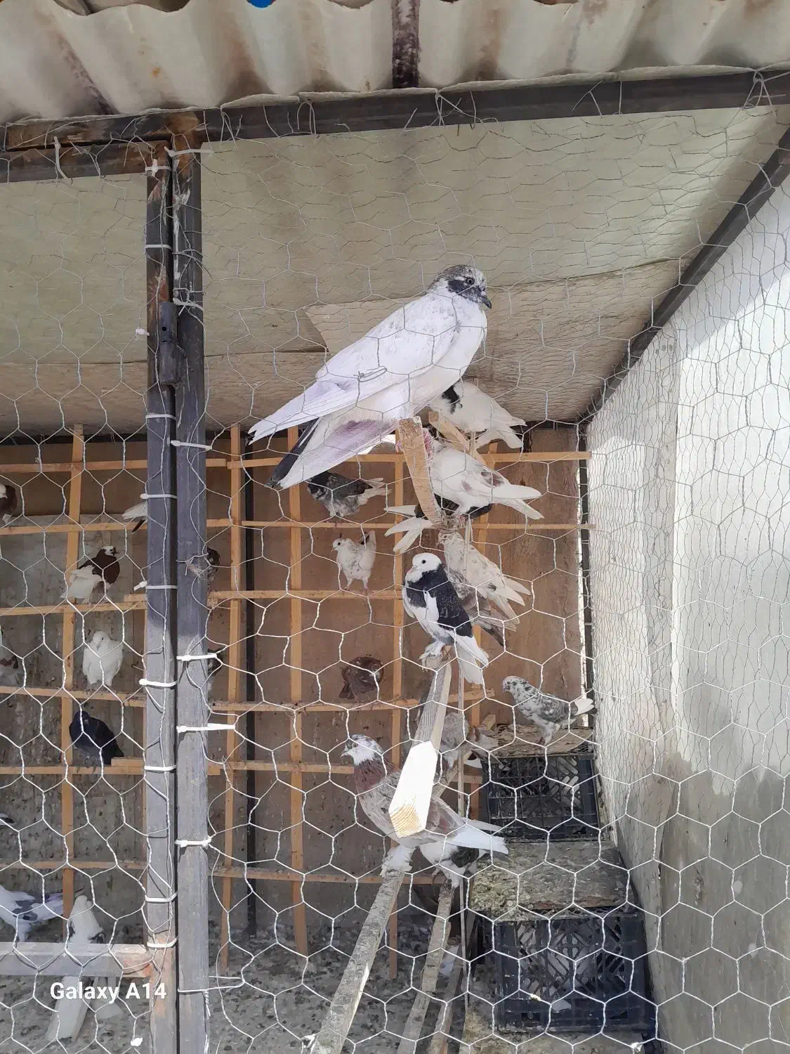 کبوتر باخت رفته|پرنده|تهران, بازار|دیوار