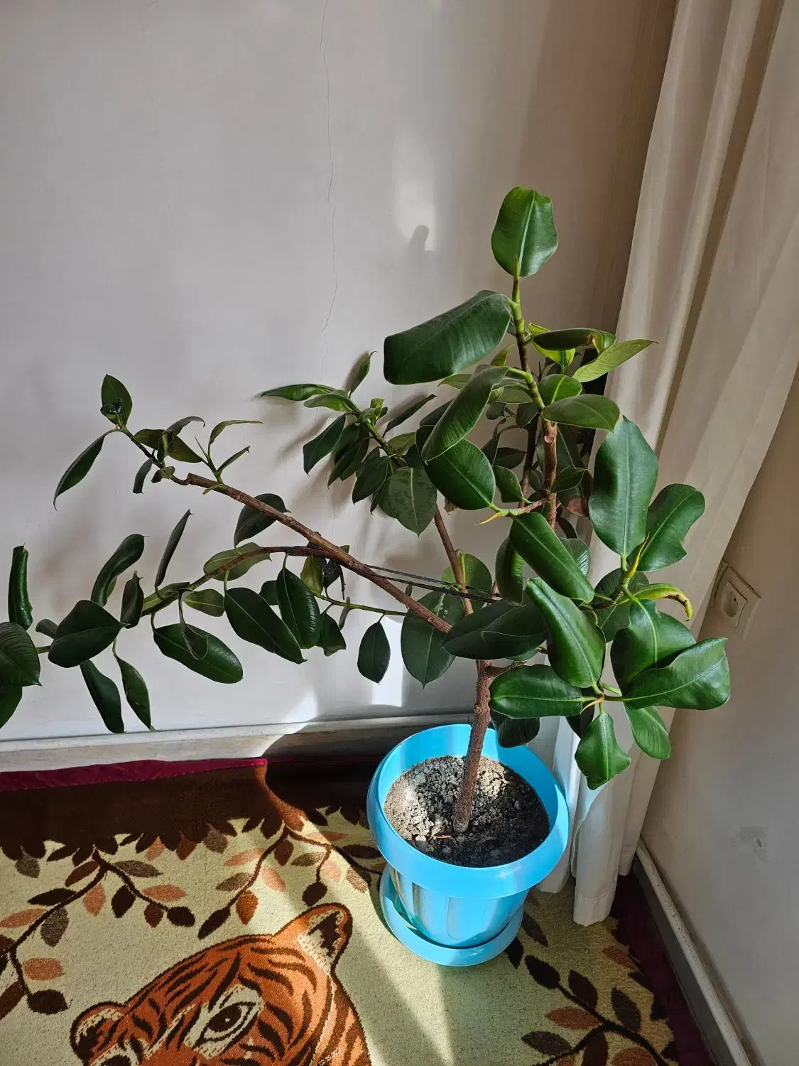 انواع گل|گل و گیاه طبیعی|تبریز, |دیوار