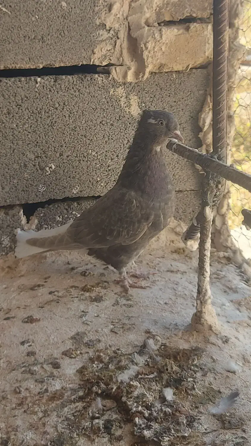 یک جفت دم سفید جوانه پاک|پرنده|فردوس (خراسان), |دیوار