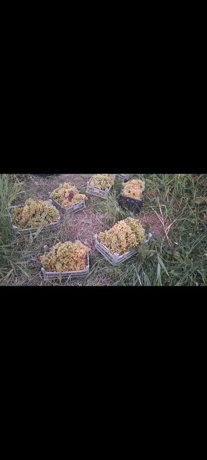 باغ|فروش خانه و ویلا|ماکو, |دیوار