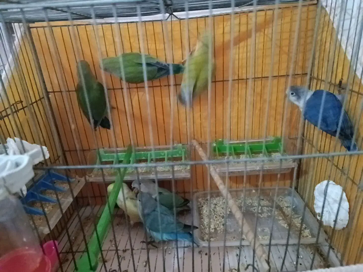 کوتوله برزیلی و اوپال و فیشر|پرنده|اصفهان, برزان|دیوار