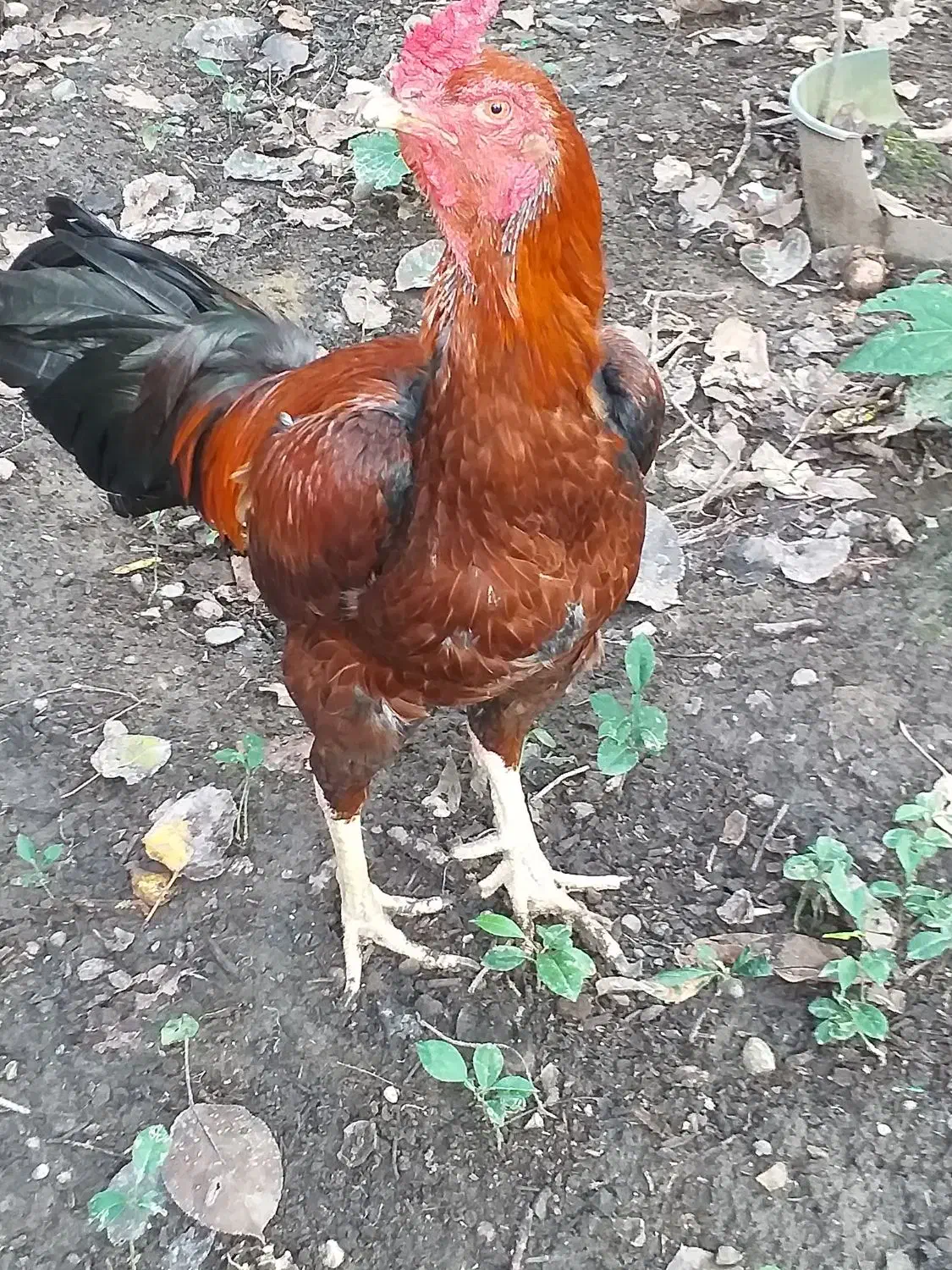 خروس لاری|حیوانات مزرعه|رحیم‌آباد, |دیوار