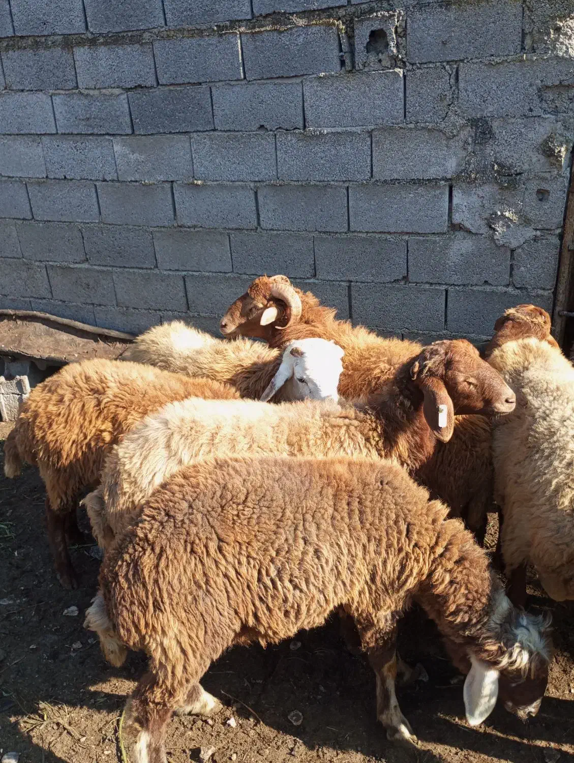 گوسفندبره نر|حیوانات مزرعه|جویبار, |دیوار