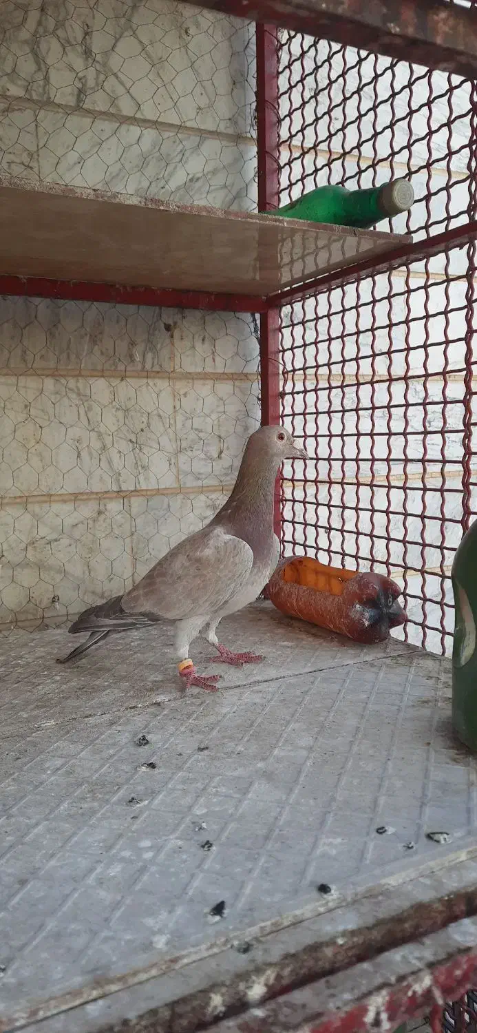 کبوتر هفت رنگ|پرنده|ابهر, |دیوار