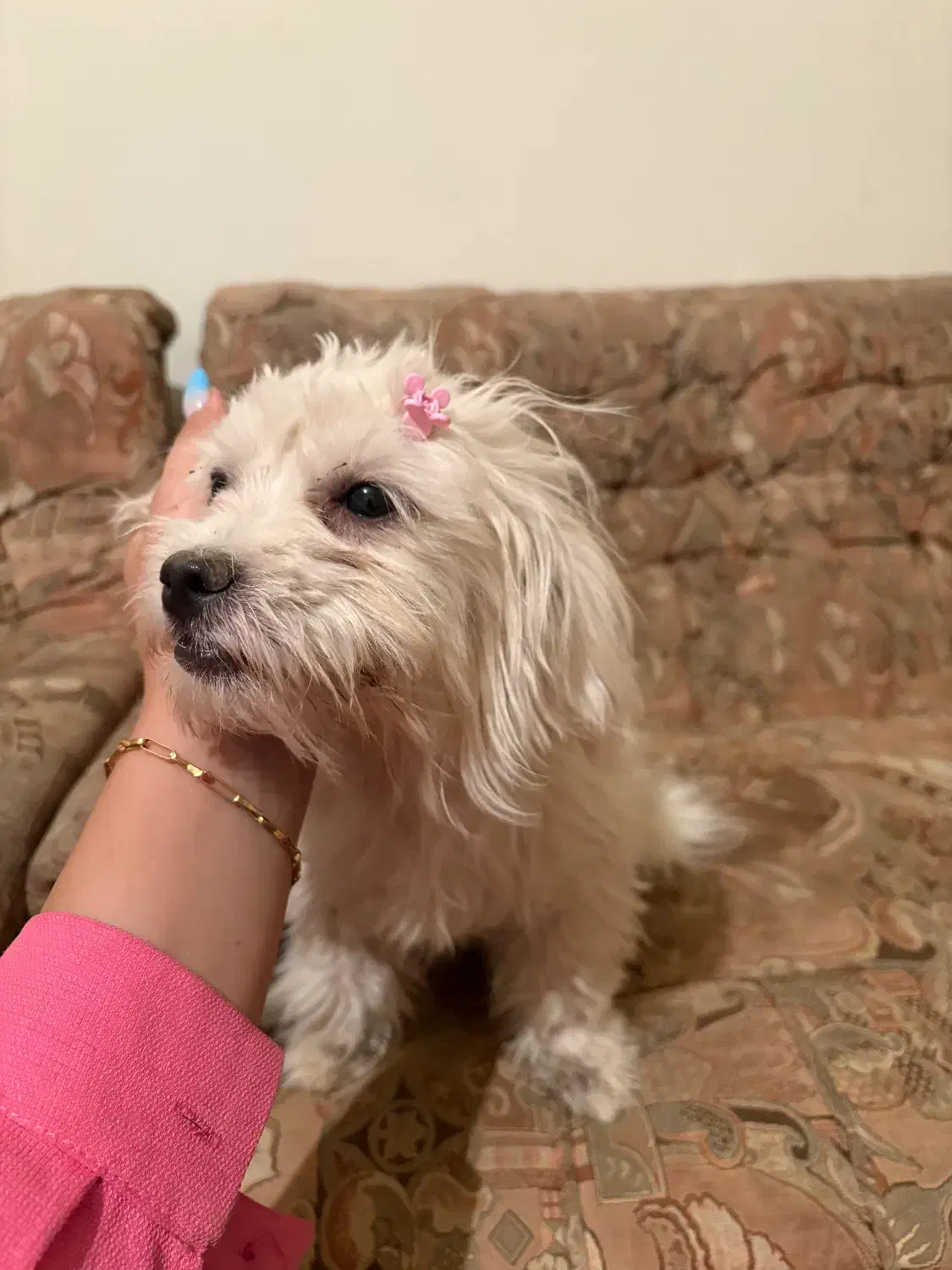 واگذاری سگ|سگ|گلپایگان, |دیوار