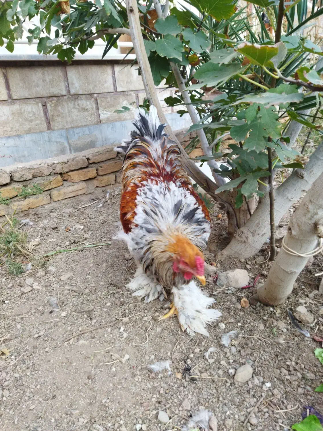 حیوانات|حیوانات مزرعه|پاکدشت, حصار امیر|دیوار