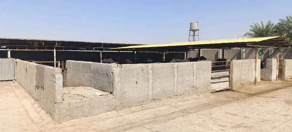 دامداری کامل مجهز برای فروش فوری|فروش دفتر صنعتی، کشاورزی، تجاری|سوسنگرد, |دیوار