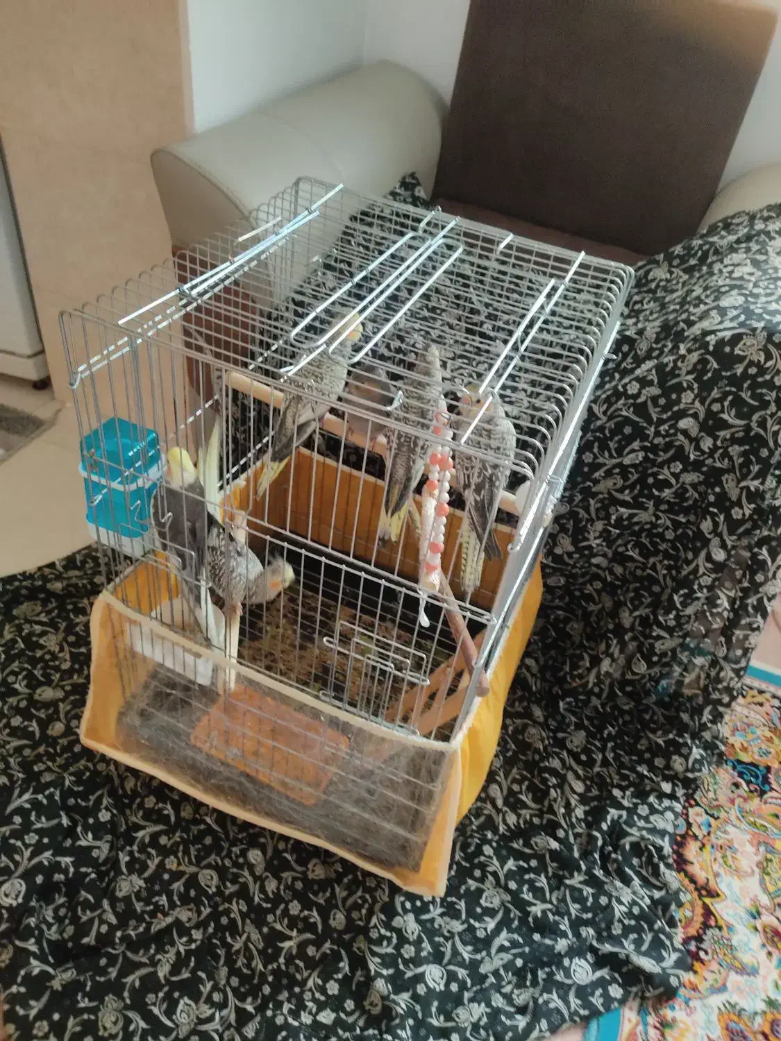 عروس هلندی|پرنده|دیواندره, |دیوار