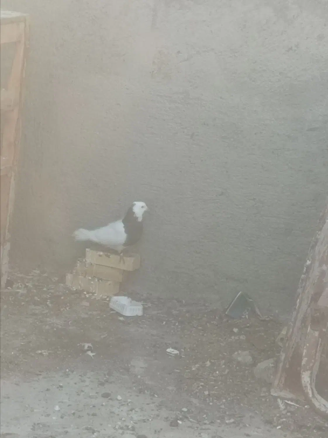 پرنده|پرنده|شوشتر, |دیوار