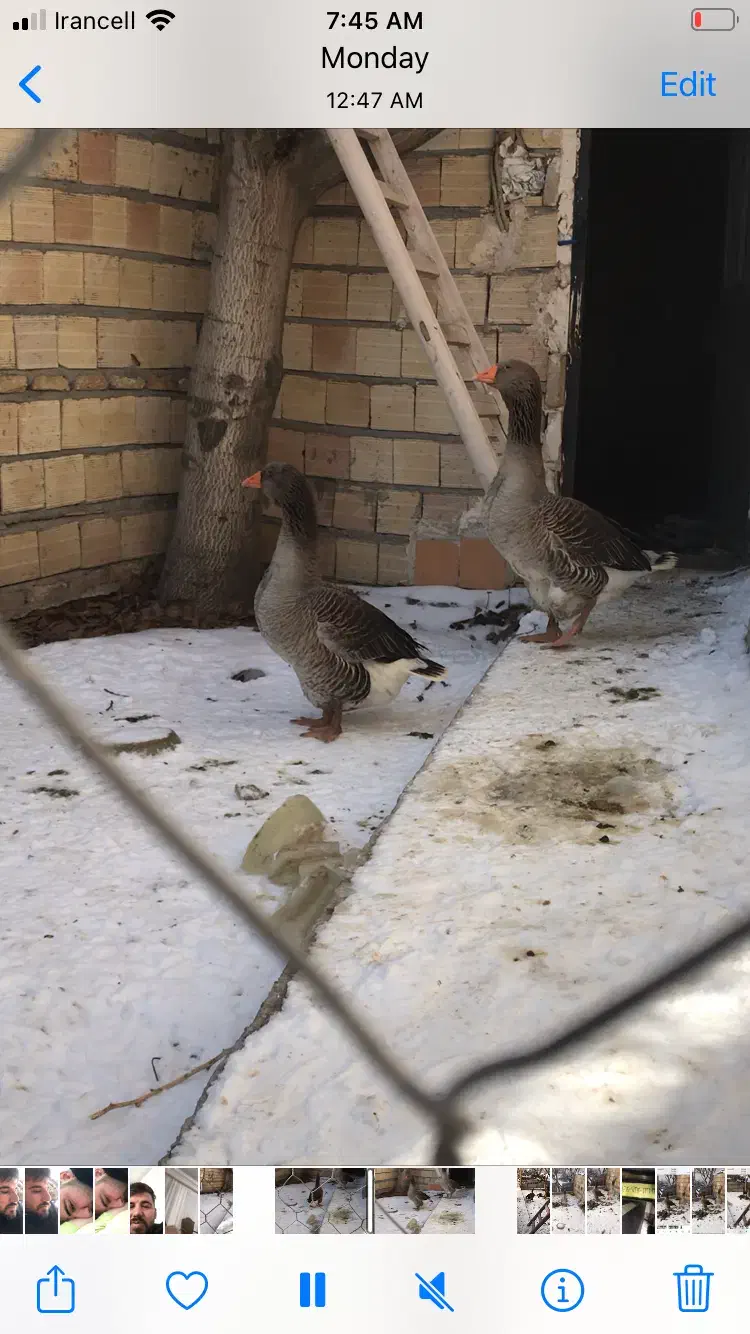 غاز تولوز|حیوانات مزرعه|باسمنج, |دیوار