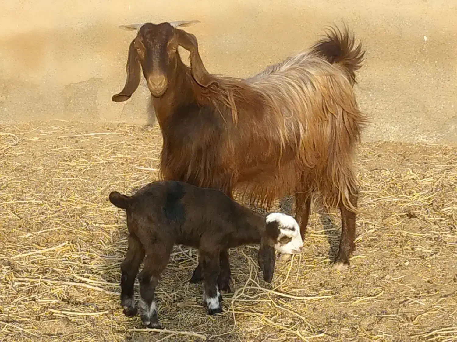 بز فروشی|حیوانات مزرعه|قائن, |دیوار