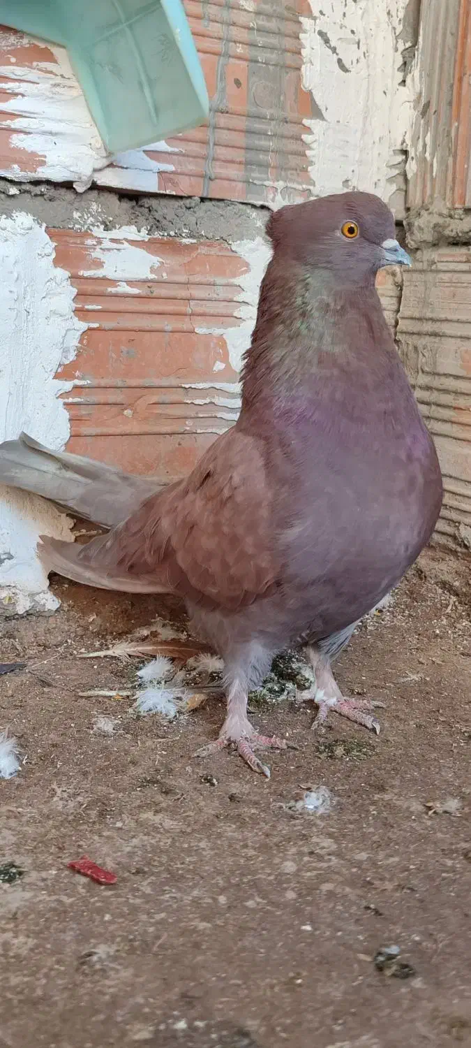 کبوتر سرخ نر|پرنده|خان ببین, |دیوار