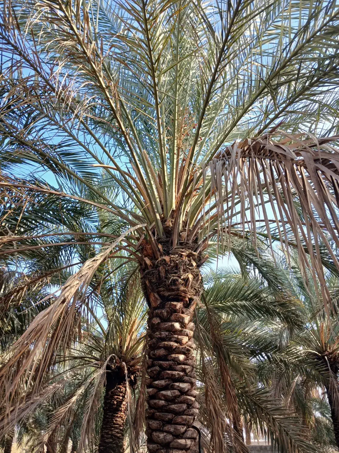 باغبانی|خدمات باغبانی و درختکاری|بندر ماهشهر, |دیوار