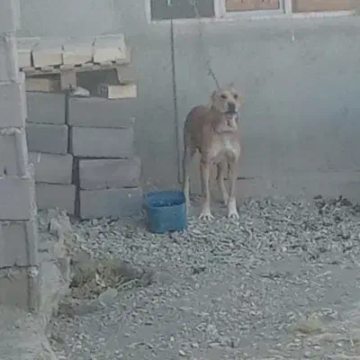 واگذاری سگ|سگ|کبودرآهنگ, |دیوار