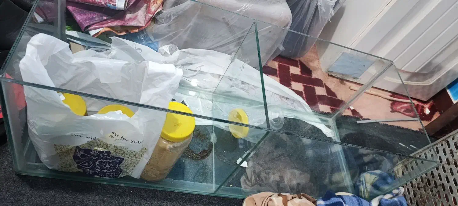 آکواریوم|ماهی|اهواز, پردیس دو|دیوار