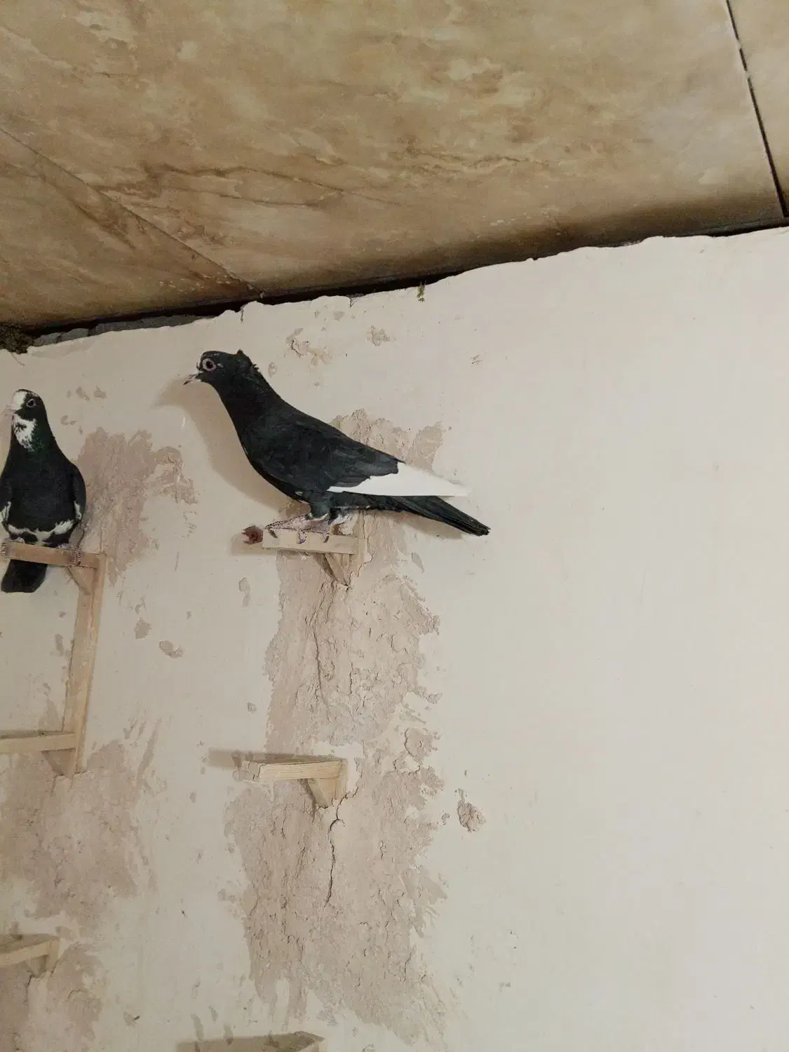 دوعدد نر پلنگ کفتر سوراخ|پرنده|ماهان, |دیوار