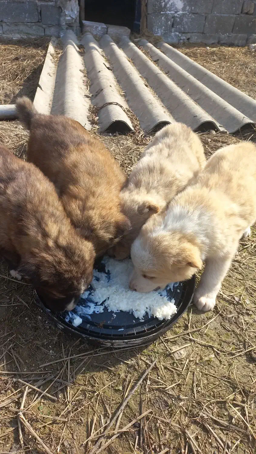 دوتا توله سگ دوماهه نر|سگ|شیرگاه, |دیوار