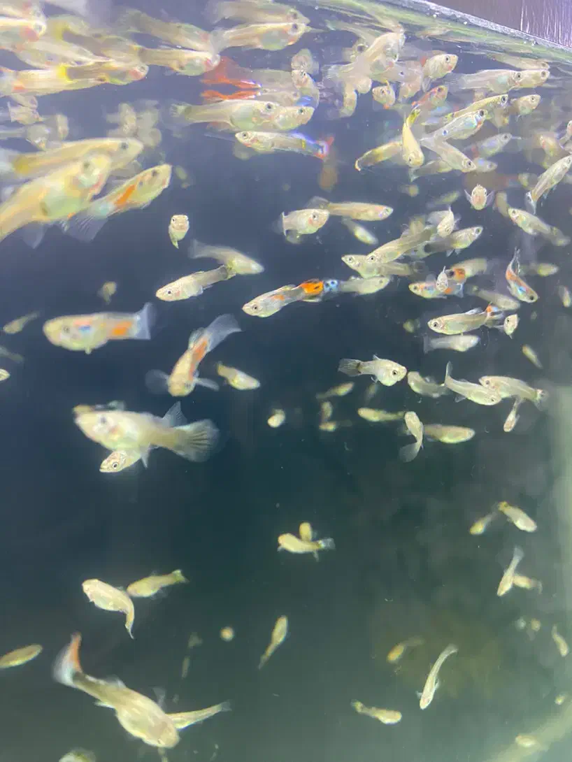 ماهی گوپی|ماهی|هشتگرد, شهرک ایران خودرو|دیوار