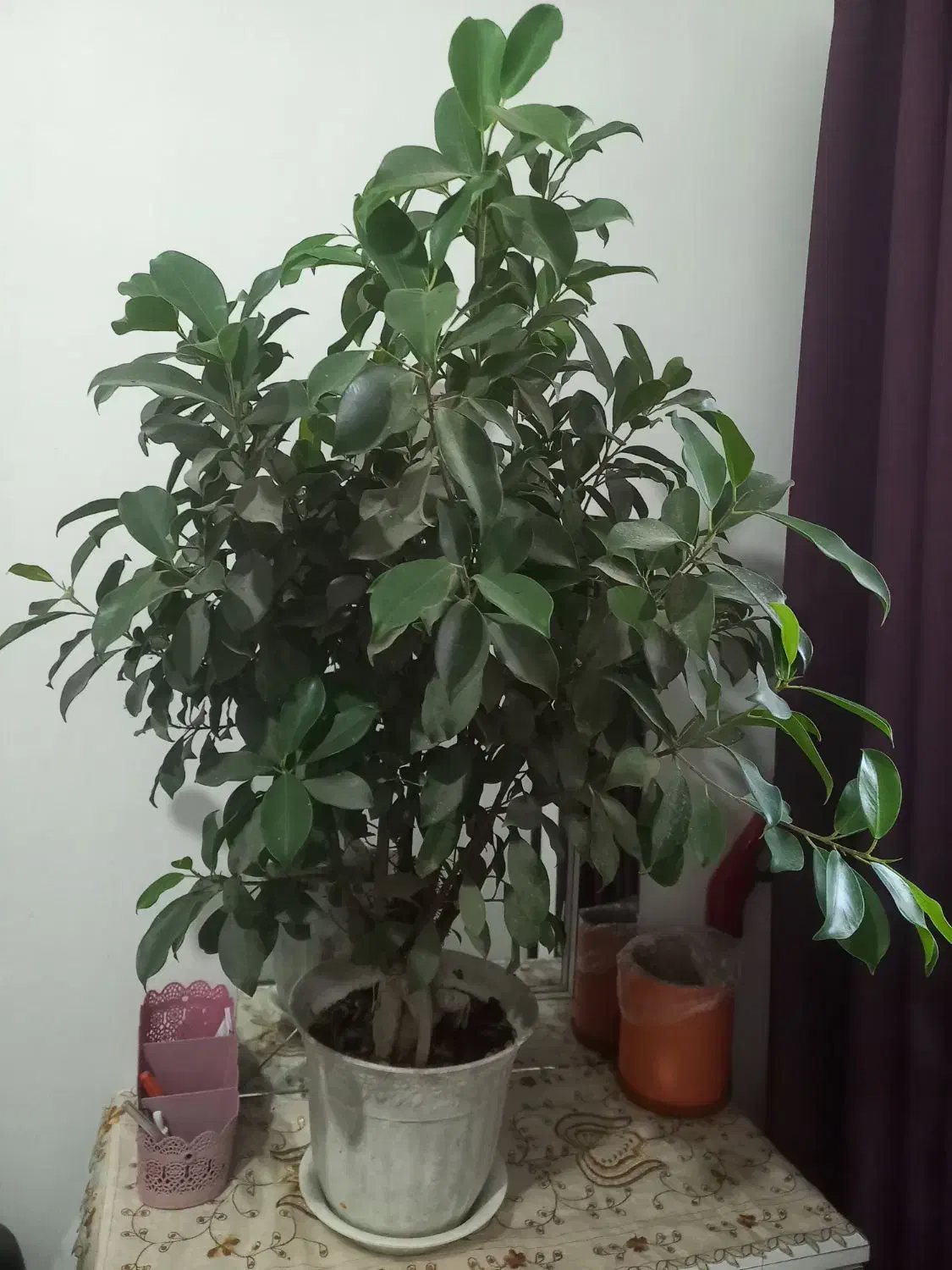 بنسای|گل و گیاه طبیعی|رشت, کوی حسینی|دیوار