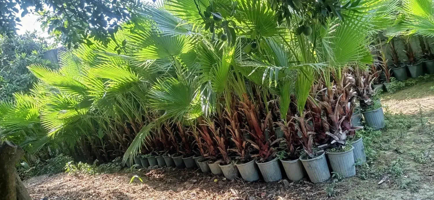 نخل پالم واشنگتن|گل و گیاه طبیعی|آمل, |دیوار