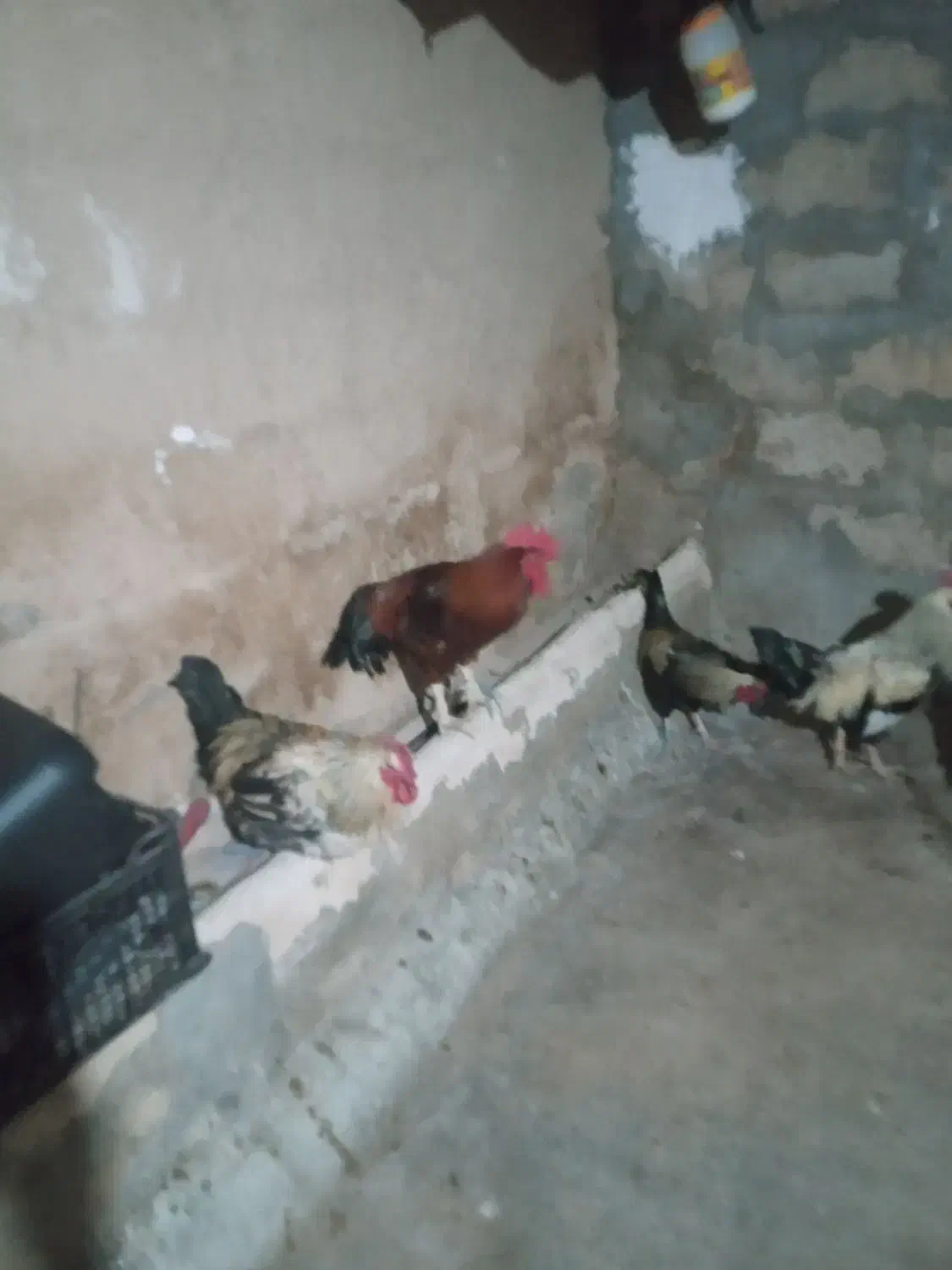 خروس کوردی|حیوانات مزرعه|سرپل ذهاب, |دیوار