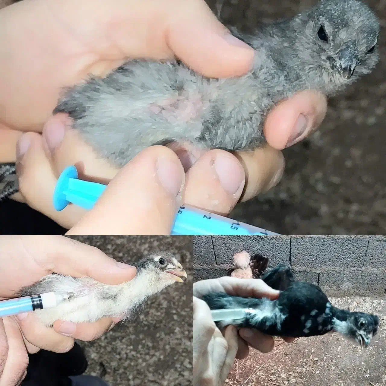 مرغ با جوجه خروس گلین کوشین پولند برهما|حیوانات مزرعه|رشت, بوسار|دیوار