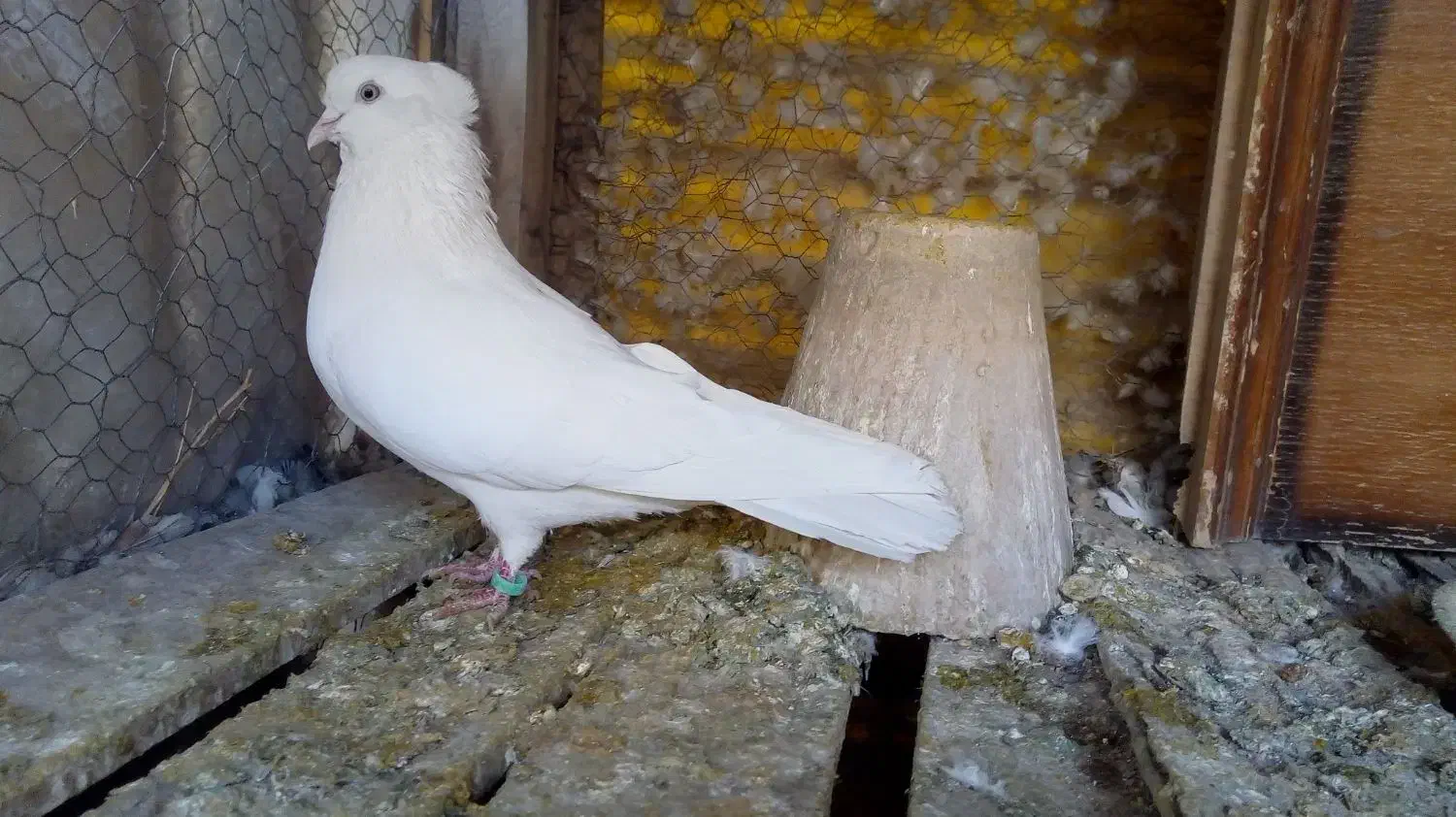 سفید کاکلی نر|پرنده|فلاورجان, |دیوار