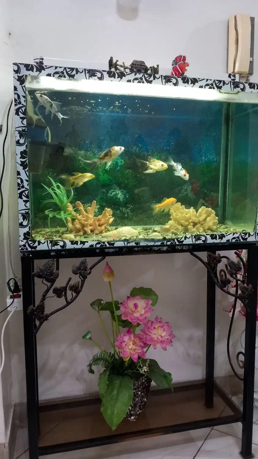 آکواریوم ۷۰ سانتی|ماهی|رشت, تازه آباد|دیوار