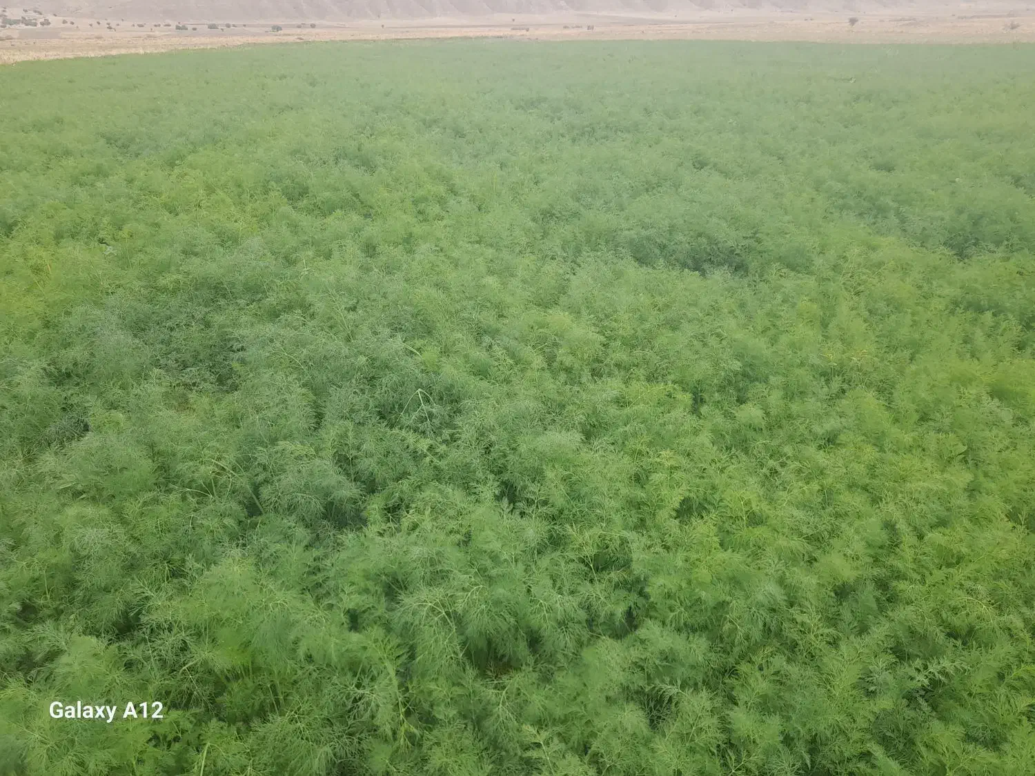 شوید|اجارهٔ دفتر صنعتی، کشاورزی، تجاری|جره و بالاده, |دیوار