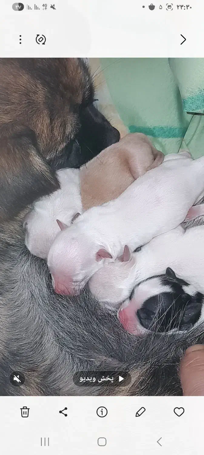 توله سگ پاکوتاه|سگ|بروجن, |دیوار