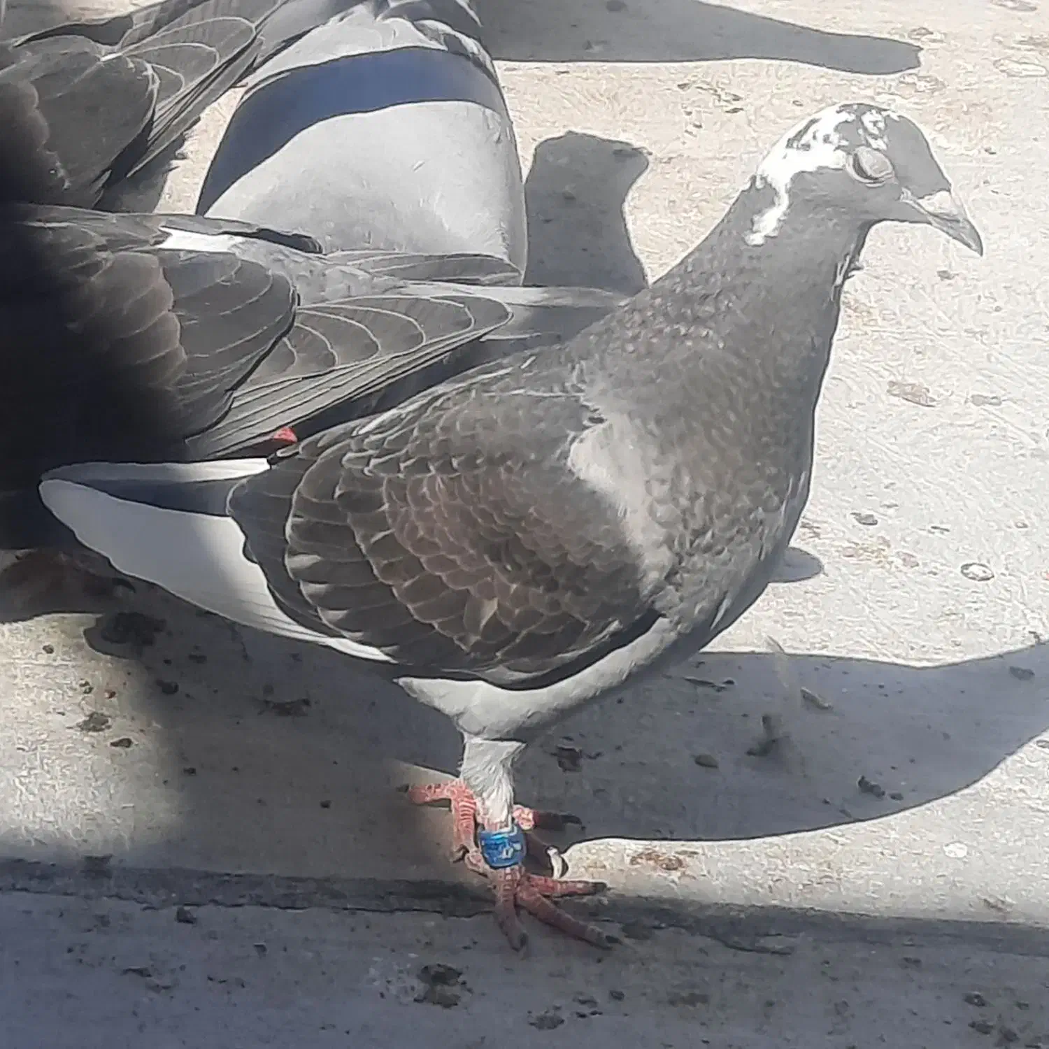 پرنده گمشده|پرنده|اهواز, منازل سپاه|دیوار