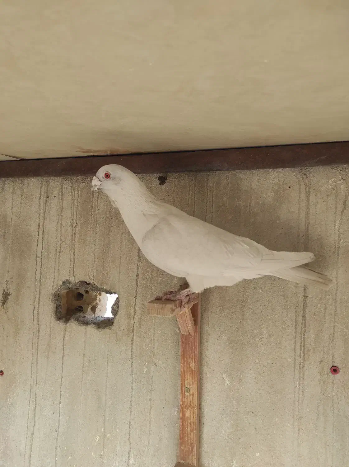 سار کاکلی عطیقه.کلاغ نواری کاکلی ماده.موشی برفی|پرنده|مشهد, عبادی|دیوار