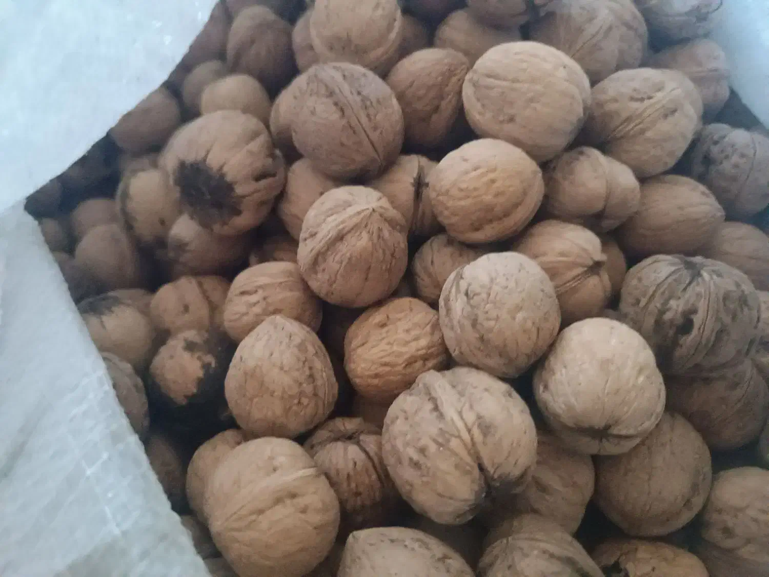 گردو دالاهو|خوردنی و آشامیدنی|گهواره, |دیوار