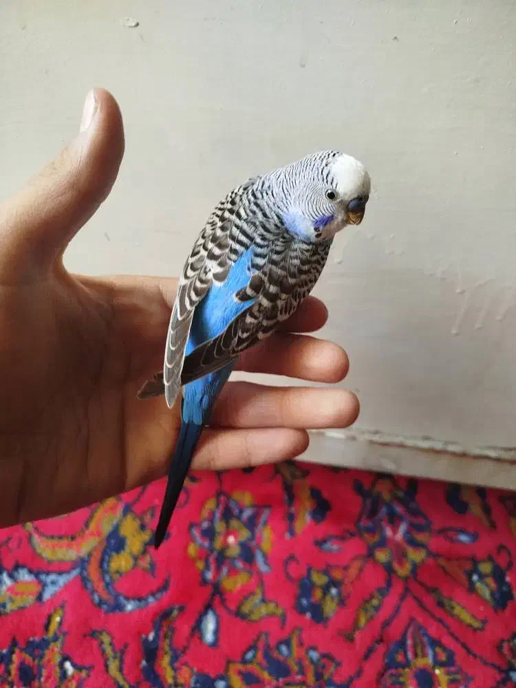 یه جفت مرغ عشق آماده تخم گذاری و یک نر مست|پرنده|ری, شهرک نظامی|دیوار